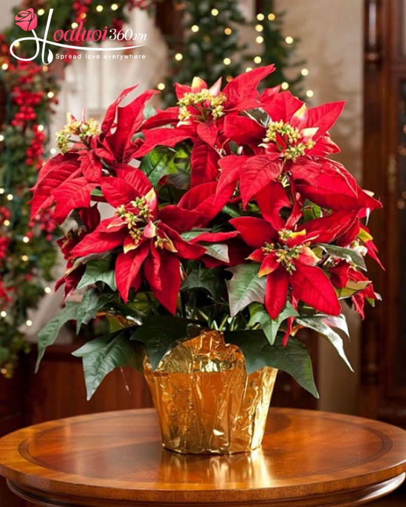 Hoa trạng nguyên - loài hoa may mắn