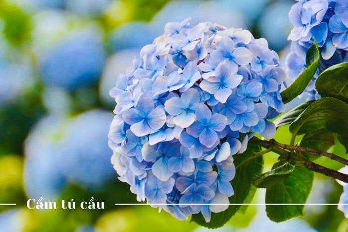 Hoa cẩm tú cầu tượng trưng cho sự chờ đợi trong buồn bã