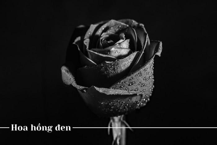 Hoa hồng đen tượng trưng cho sự chờ đợi trong buồn bã