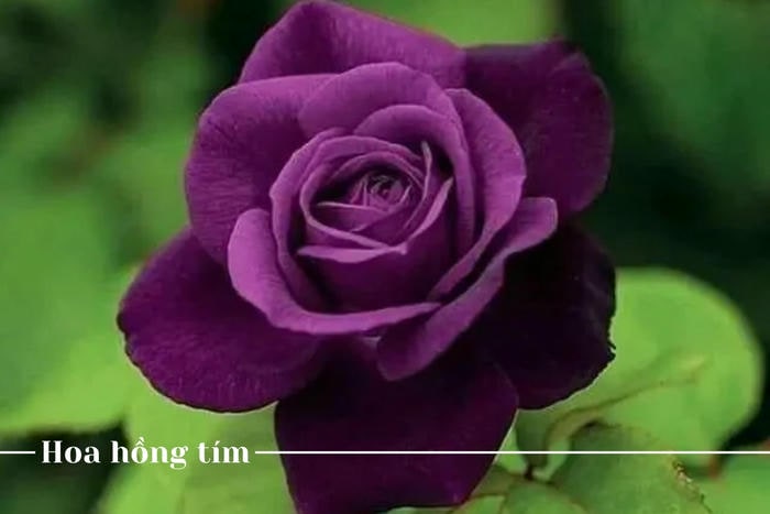 Hoa hồng tím tượng trưng cho sự chờ đợi và hy vọng