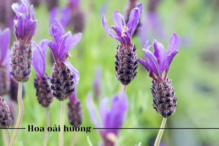 Hoa oải hương tượng trưng cho sự chờ đợi và hy vọng