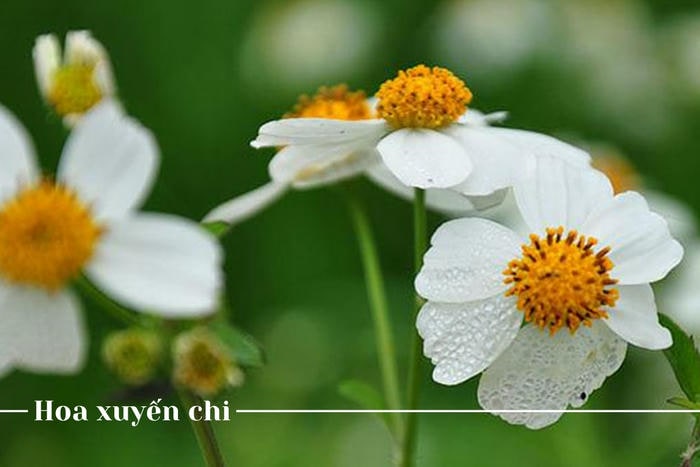 Hoa xuyến chi tượng trưng cho sự chờ đợi trong buồn bã