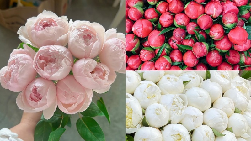 3 màu hoa mẫu đơn phổ biến