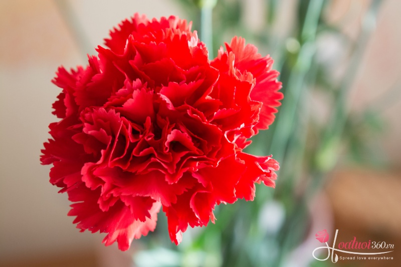 Nguồn gốc loài hoa cẩm chướng