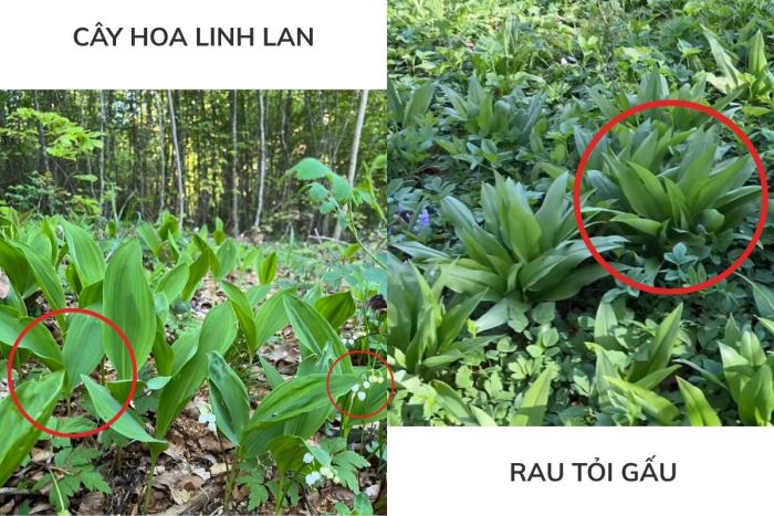 phân biệt cây hoa linh lan và rau tỏi gấu