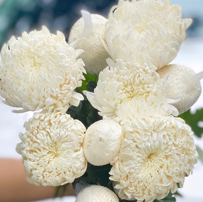 Hoa cúc mẫu đơn trắng nhập khẩu mùi thơm giảm do bảo quản lạnh lâu