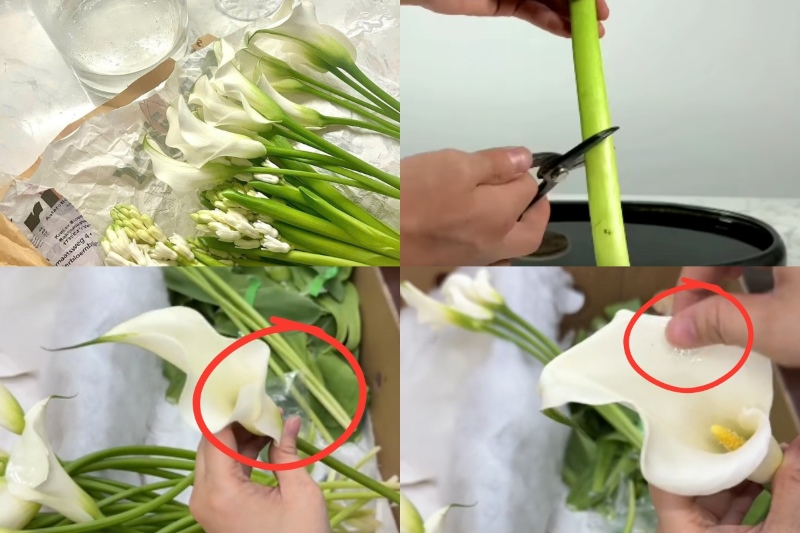 sơ chế hoa rum trước khi cắm