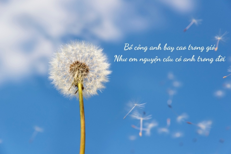 Câu thả thính về bồ công anh