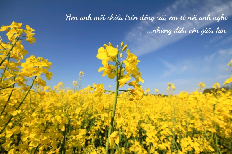 Stt thả thính về hoa cải