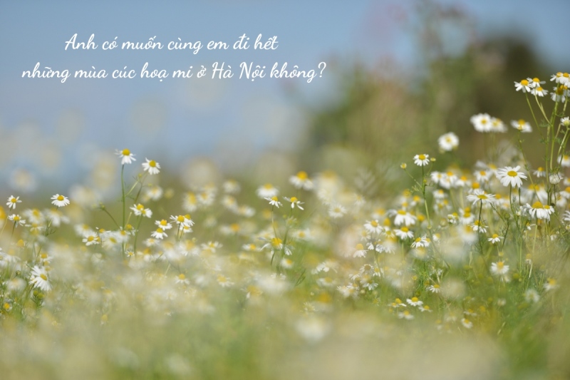 Stt thả thính về cúc hoạ mi