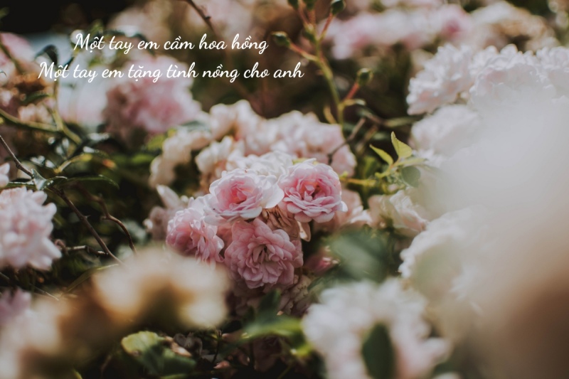 Stt thả thính về hoa hồng