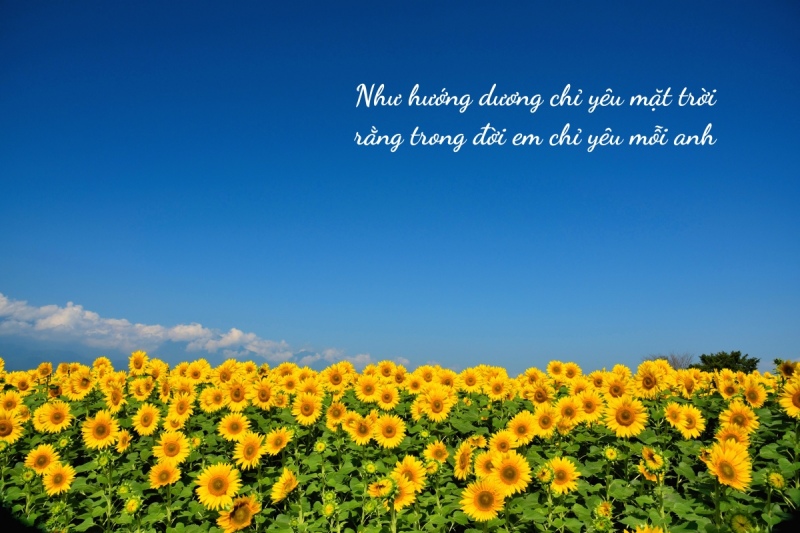 Cap thả thính về hoa hướng dương