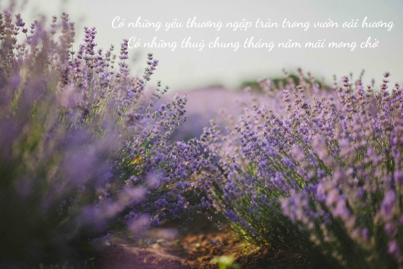 Stt thả thính về các loài hoa khác