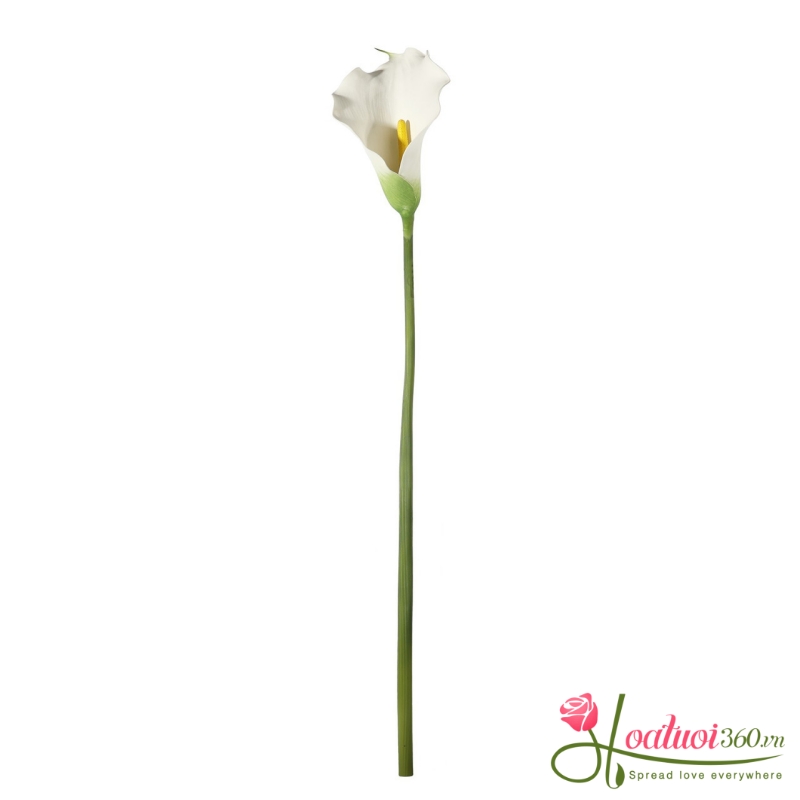 Tại sao hoa rum đẹp nhưng nhanh tàn