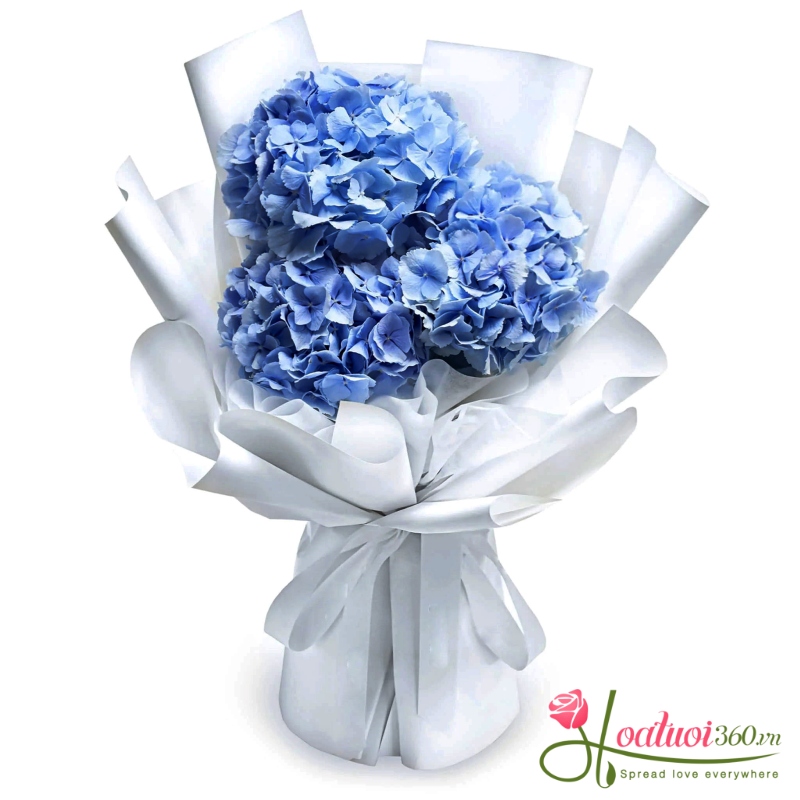 bó hoa cẩm tú cầu cảm ơn