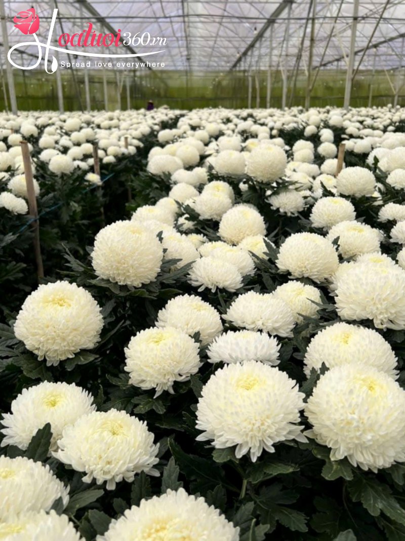 Vườn hoa cúc mẫu đơn trắng
