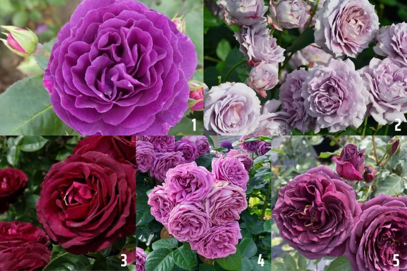 5 loài hoa hồng tím được yêu thích nhất hiện nay