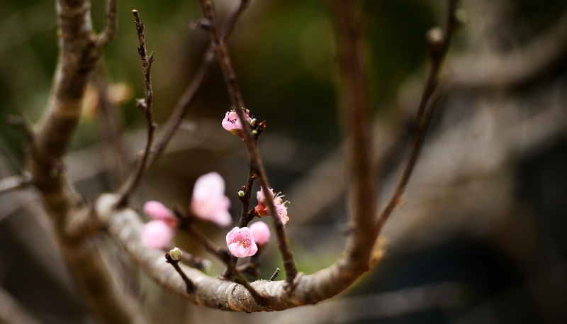 Vì sao nên cắm hoa đào đón Tết