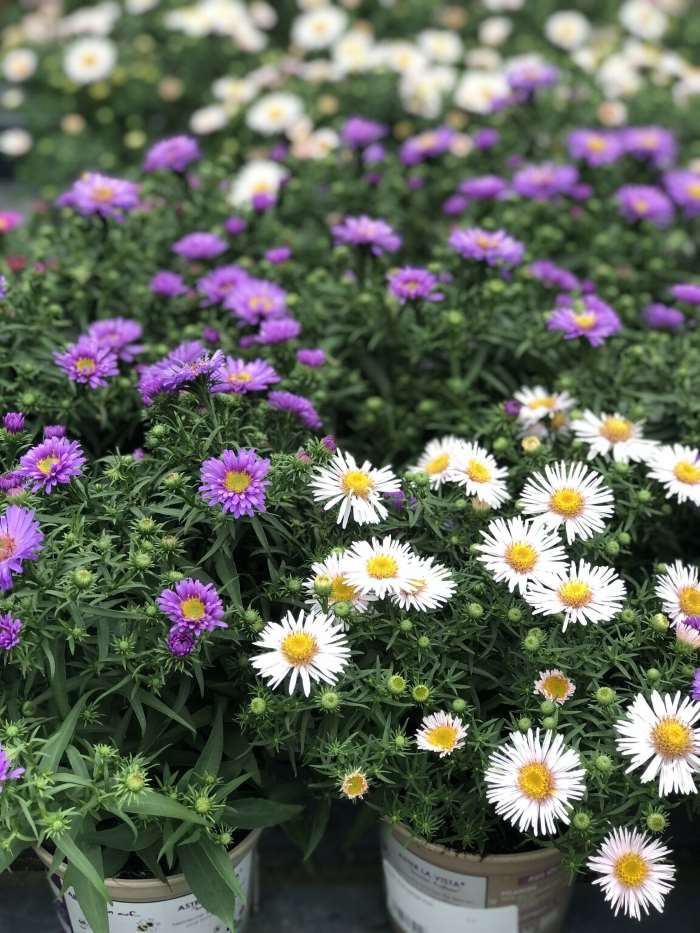 Vườn hoa thạch thảo tràn ngập sắc hương