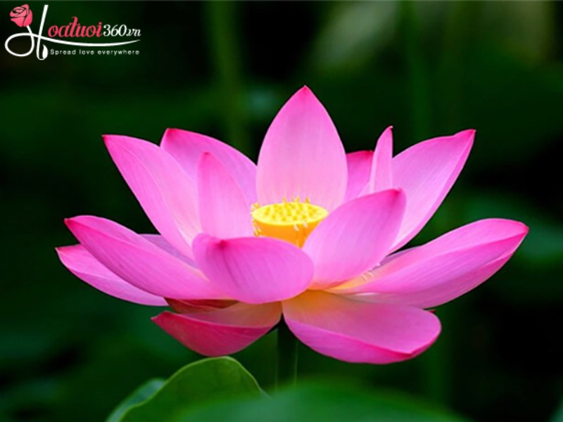 Hoa sen là quốc hoa Việt Nam