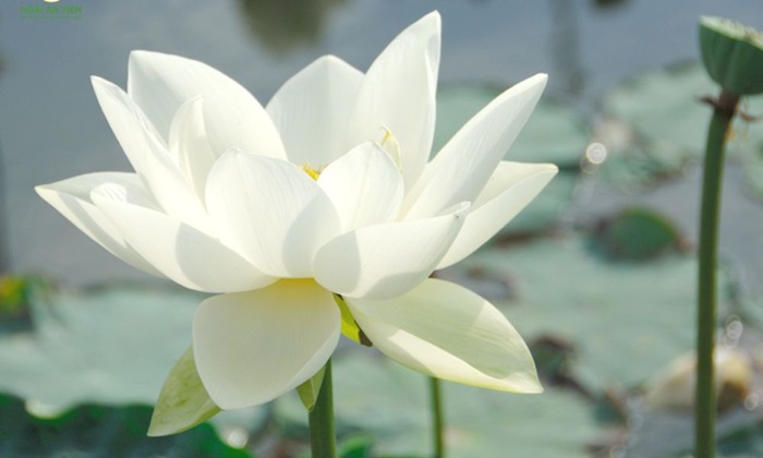 Hoa sen trắng trong văn hóa tâm linh