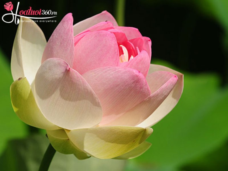 Ý nghĩa hoa sen trong văn hóa dân gian Việt Nam