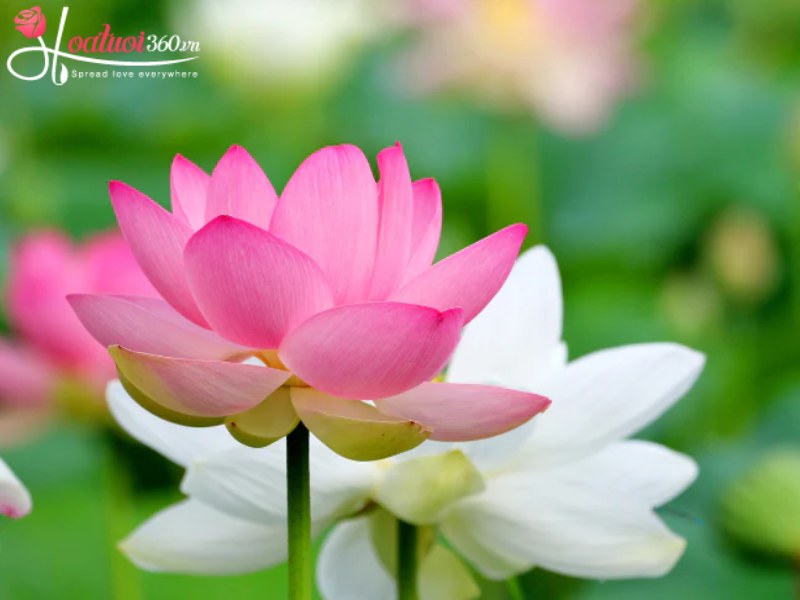 Giá trị biểu tượng của hoa sen