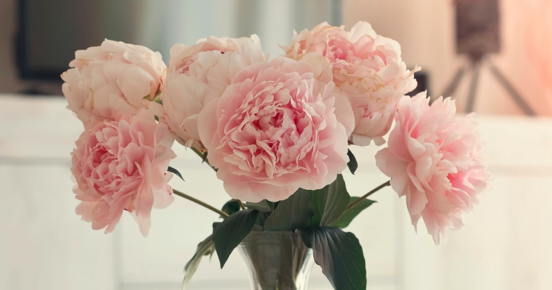 Ý nghĩa hoa mẫu đơn