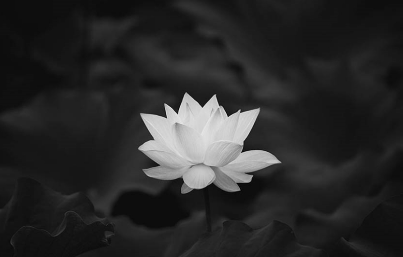 hoa sen trắng là biểu tượng của sự thanh khiết