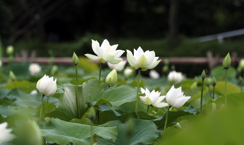 ý nghĩa hoa sen trắng đám tang trong phật giáo