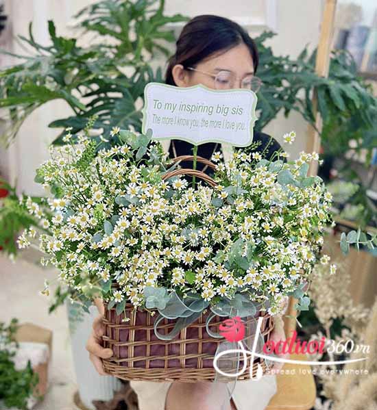 Giỏ hoa cúc tana - Tinh khôi dịu dàng