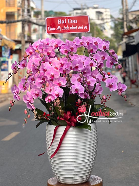 Chậu lan hồ điệp hồng - Biển trời yêu thương