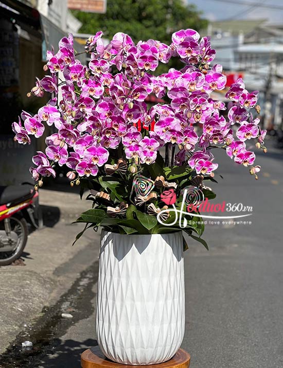 Chậu lan hồ điệp tím - Huy hoàng vang danh