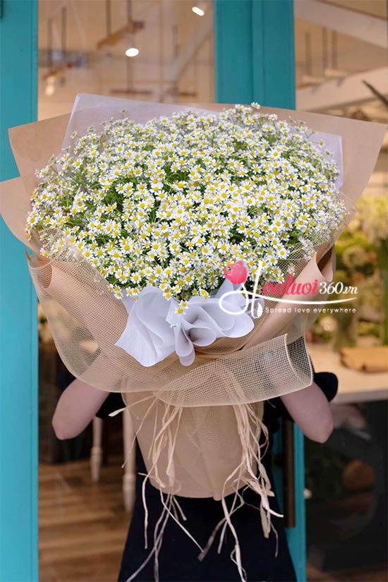 Bó hoa cúc tana - Giai điệu tuổi trẻ