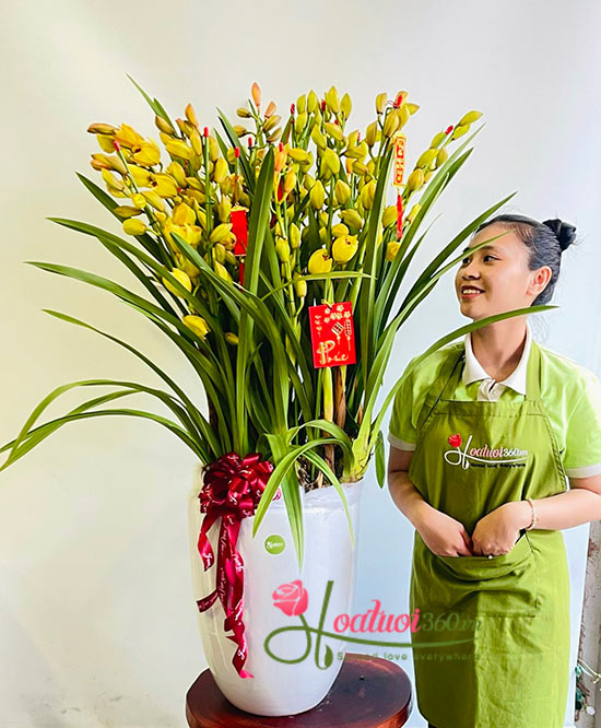 Chậu hoa địa lan - May mắn vạn gia