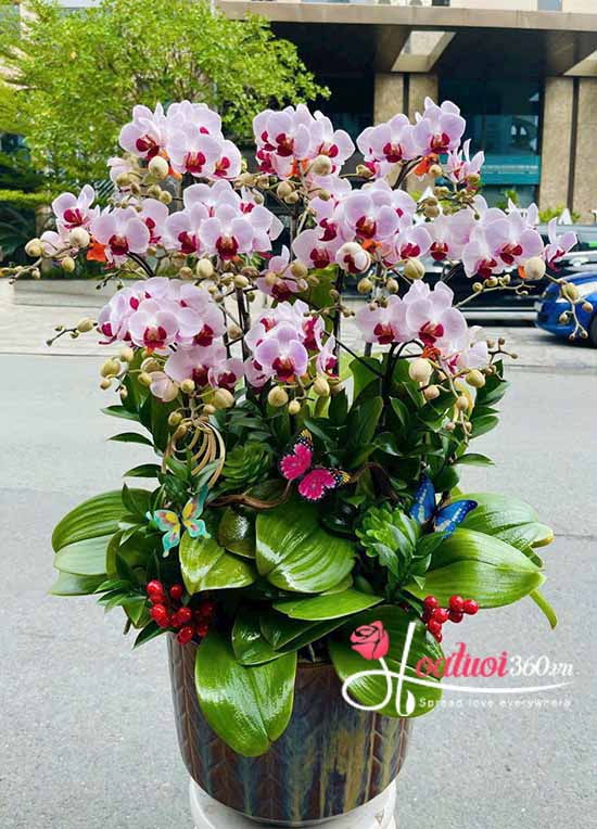 Chậu lan hồ điệp mini - Phúc khí tràn đầy