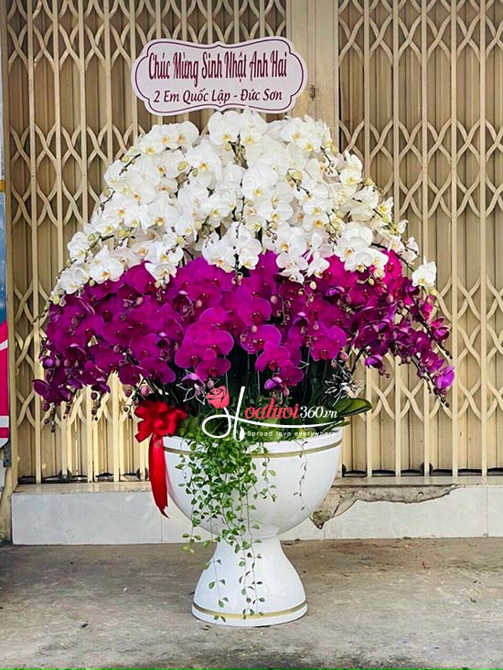 Chậu lan hồ điệp kết hợp - Hạnh phúc lâu dài độc đáo