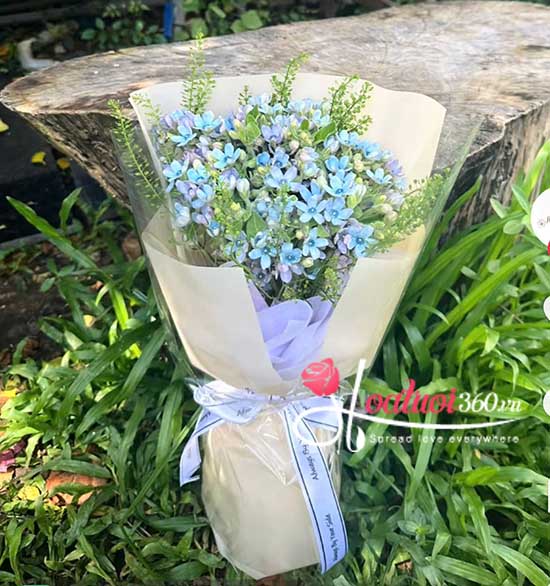 Bó hoa sao xanh - Blue sky