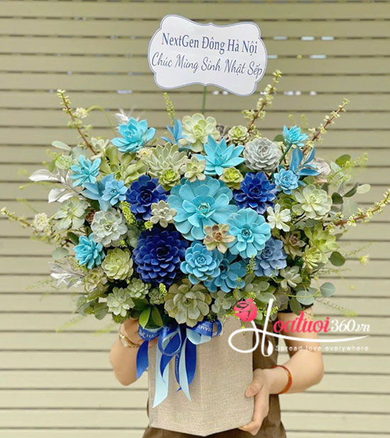 Chậu hoa sen đá - Hoàng kim rực rỡ