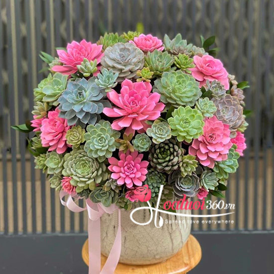 Chậu hoa sen đá - Mãi trường xuân