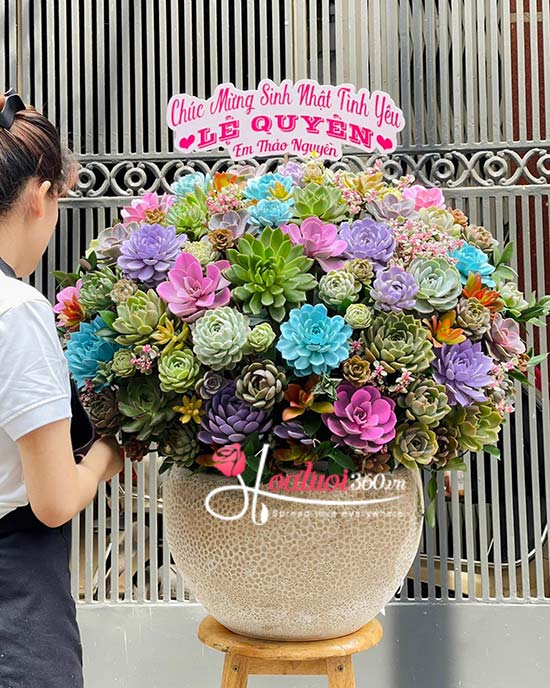 Chậu hoa sen đá - Gói trọn lộc tài