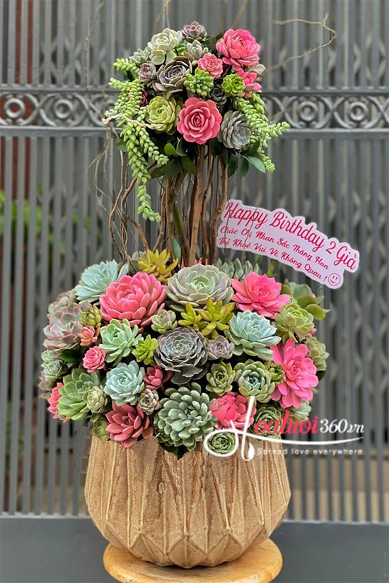 Chậu hoa sen đá - Kiều diễm ngát hương