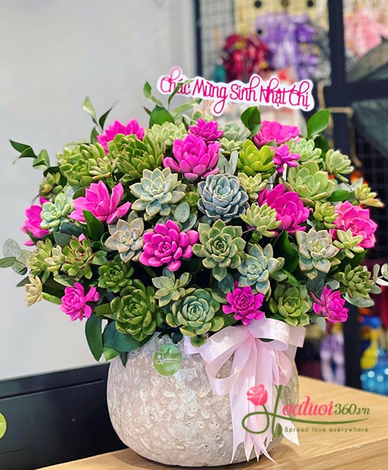 Chậu hoa sen đá - Sắc hương ngát trời