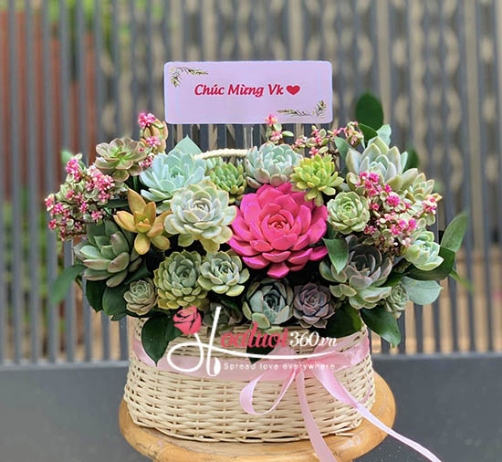 Chậu hoa sen đá - Mệnh phú quý