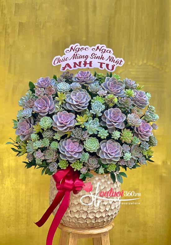 Chậu hoa sen đá - Phúc đến vạn gia