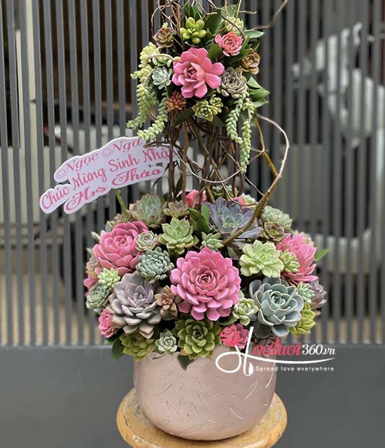 Chậu hoa sen đá - Sắc hương rạng ngời