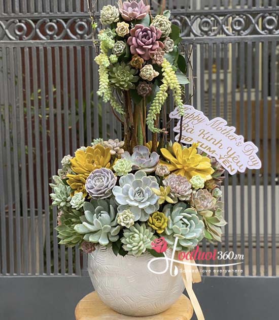 Chậu hoa sen đá - Phúc trường thọ