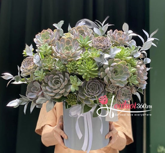 Chậu hoa sen đá - Lời chúc tốt đẹp