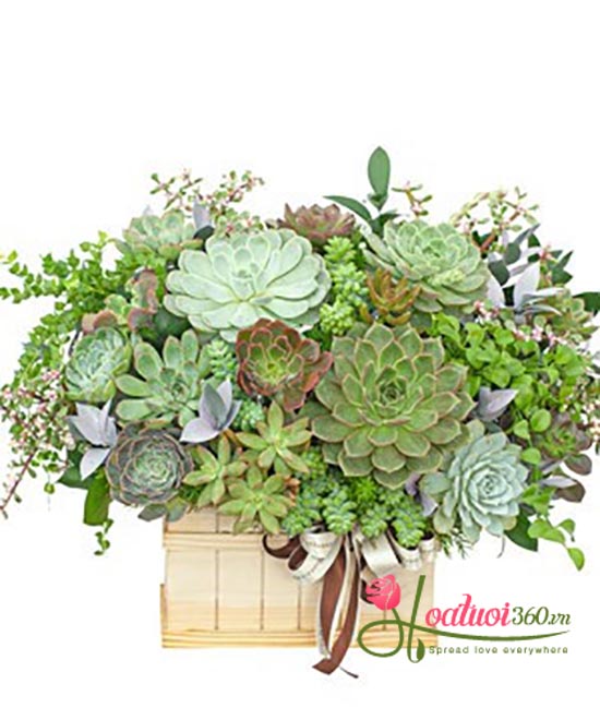 Hộp hoa sen đá - Vạn điều vui