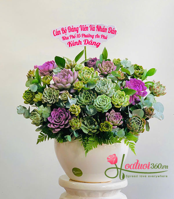 Chậu hoa sen đá - Trăm sự hòa hợp